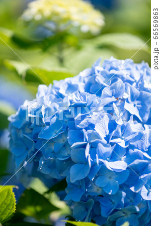 秋常山古墳 能美古墳群 の紫陽花 6月撮影 石川県能美市の写真素材