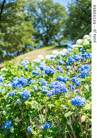 秋常山古墳(能美古墳群)の紫陽花/6月撮影/石川県能美市 秋常山古墳(能美古墳群)の紫陽花/6月撮影/石川県能美市 66569868