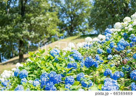 秋常山古墳(能美古墳群)の紫陽花/6月撮影/石川県能美市 秋常山古墳(能美古墳群)の紫陽花/6月撮影/石川県能美市 66569869