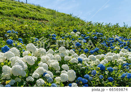 秋常山古墳(能美古墳群)の紫陽花/6月撮影/石川県能美市 秋常山古墳(能美古墳群)の紫陽花/6月撮影/石川県能美市 66569874