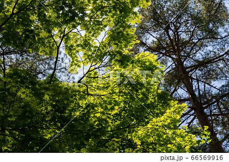 五色沼自然探勝路の新緑風景 福島県北塩原村 五色沼自然探勝路の新緑風景 福島県北塩原村 66569916