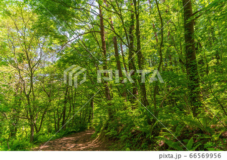 五色沼自然探勝路の新緑風景 福島県北塩原村 五色沼自然探勝路の新緑風景 福島県北塩原村 66569956