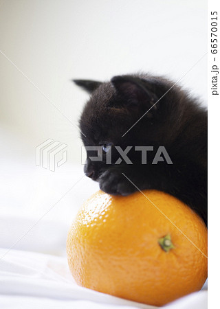 青い目の黒猫の子猫とオレンジ 白バック 子猫 仔猫 動物 くろねこ 青い目の黒猫の子猫とオレンジ 白バック 子猫 仔猫 動物 くろねこ 66570015