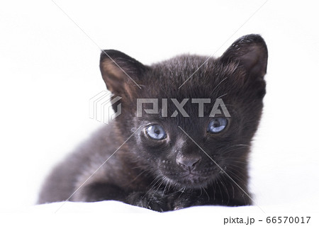 青い目の黒猫の子猫 白バック 子猫 仔猫 動物 くろねこの写真素材