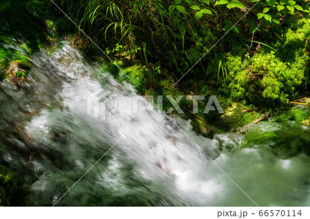 五色沼自然探勝路の新緑風景　青沼に流れる小川　福島県北塩原村 66570114