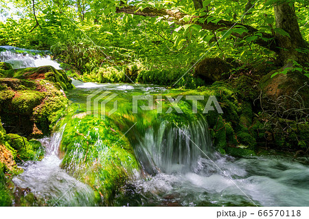 五色沼自然探勝路の新緑風景　青沼に流れる小川　福島県北塩原村 66570118