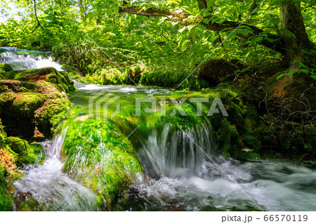 五色沼自然探勝路の新緑風景　青沼に流れる小川　福島県北塩原村 66570119