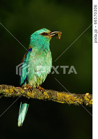 European roller perching and holding a catch of caterpillar in summer at sunset European roller perching and holding a catch of caterpillar in summer at sunset 66570306