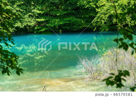 初夏の五色沼自然探勝路の風景　青沼と湖畔の木々　福島県北塩原村 66570581