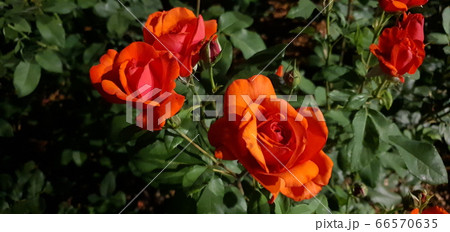 花 葉 バラの花 66570635