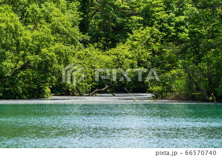 初夏の毘沙門沼（五色沼）の風景　新緑と湖面　福島県北塩原村 66570740