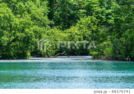 初夏の毘沙門沼(五色沼)の風景 新緑と湖面 福島県北塩原村 初夏の毘沙門沼(五色沼)の風景 新緑と湖面 福島県北塩原村 66570741