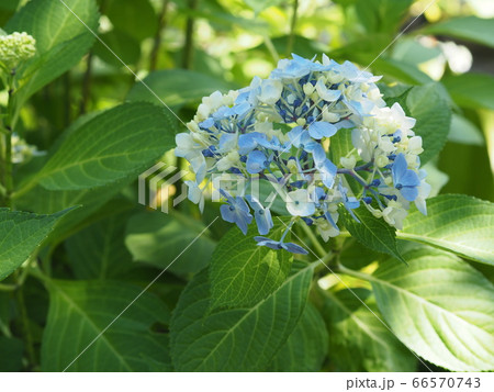 あじさい あじさい 66570743