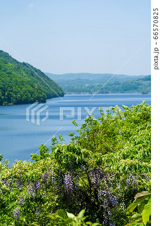 初夏の磐梯吾妻レークラインの風景 秋元湖湖畔に咲く藤の花 福島県猪苗代町 初夏の磐梯吾妻レークラインの風景 秋元湖湖畔に咲く藤の花 福島県猪苗代町 66570825