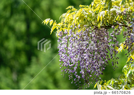 初夏の磐梯吾妻レークラインの風景 秋元湖湖畔に咲く藤の花 福島県猪苗代町 初夏の磐梯吾妻レークラインの風景 秋元湖湖畔に咲く藤の花 福島県猪苗代町 66570826