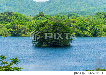 初夏の磐梯吾妻レークラインの風景　小野川湖の島　福島県北塩原村 66570891
