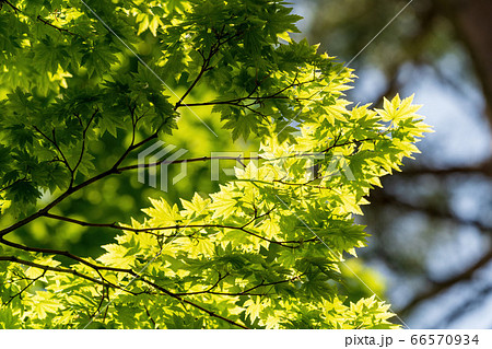 五色沼自然探勝路の新緑風景　湖畔の木々　福島県北塩原村 66570934