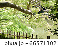 新緑 66571302