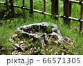 切株 66571305