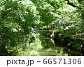 小川 66571306