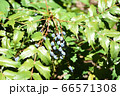 実 66571308