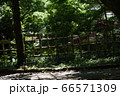 新緑 66571309