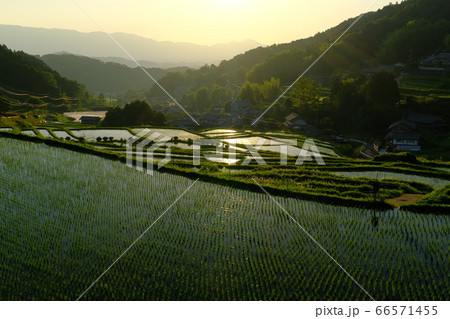 棚田の夕景（奈良県高市郡明日香村） 66571455