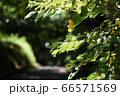 新緑 66571569
