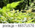 新緑 66571570