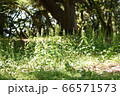 新緑 66571573