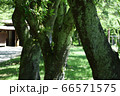 木々 66571575
