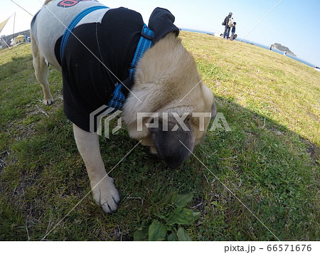 匂い嗅ぐパグ 匂い嗅ぐパグ 66571676