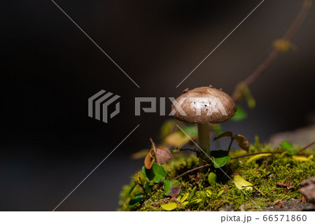森の中で見つけたキノコ 森の中で見つけたキノコ 66571860