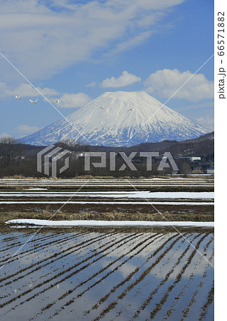 北海道蘭越町の白鳥と羊蹄山 66571882