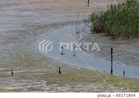 干潟の生き物 セイタカシギ 干潟の生き物 セイタカシギ 66571904