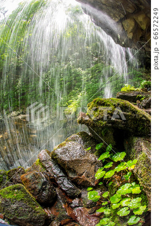 岩井滝の初夏 66572249