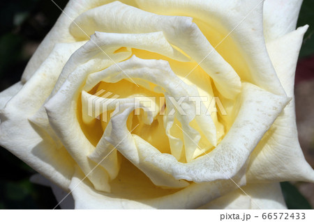 蜂ヶ峰の薔薇 蜂ヶ峰の薔薇 66572433