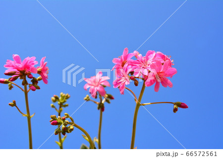 レウイシア 次から次へと咲き続ける 乾燥に強く 多湿に弱いが 育てやすい 青空 花イメージ素材の写真素材