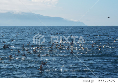 羅臼沖で見たミズナギドリの群れ（北海道・知床） 66572575