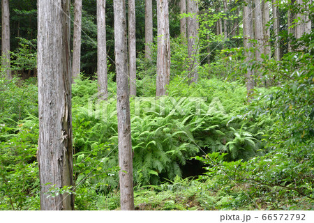 林の中 林の中 66572792