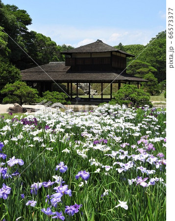 岡山県岡山市北区にある日本庭園(大名庭園)後楽園:花菖蒲の咲く頃 岡山県岡山市北区にある日本庭園(大名庭園)後楽園:花菖蒲の咲く頃 66573377