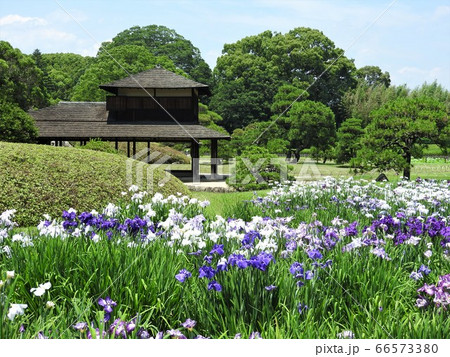 岡山県岡山市北区にある日本庭園(大名庭園)後楽園:花菖蒲の咲く頃 岡山県岡山市北区にある日本庭園(大名庭園)後楽園:花菖蒲の咲く頃 66573380