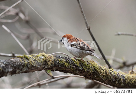 ニュウナイスズメのオス 66573791