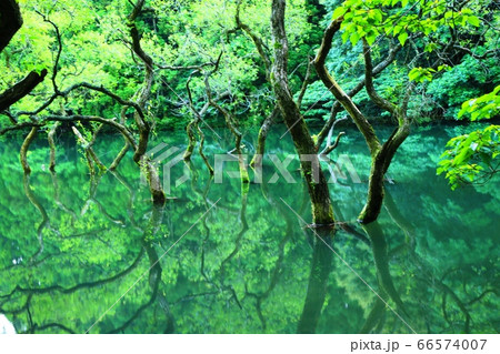 糸島不動池の新緑 糸島不動池の新緑 66574007
