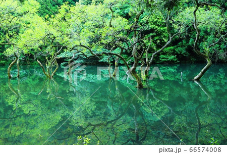糸島不動池の新緑 糸島不動池の新緑 66574008