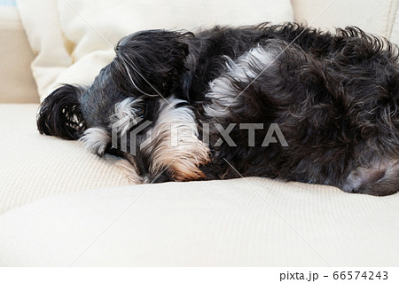 how much do schnauzers sleep