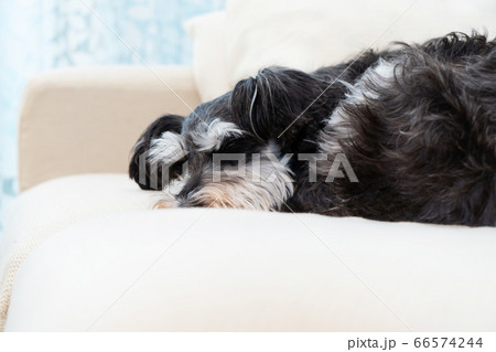 how much do schnauzers sleep