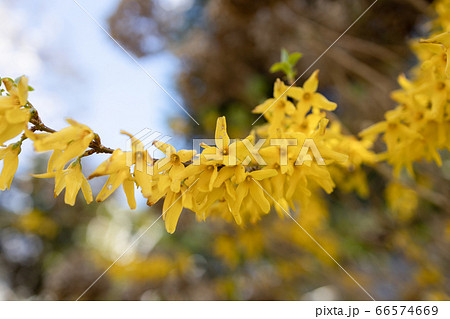 レンギョウ 66574669