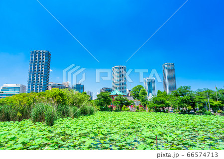 東京　上野公園　不忍池 66574713