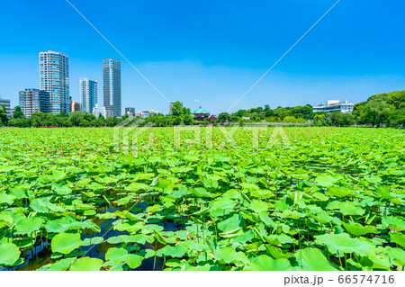東京　上野公園　不忍池 66574716